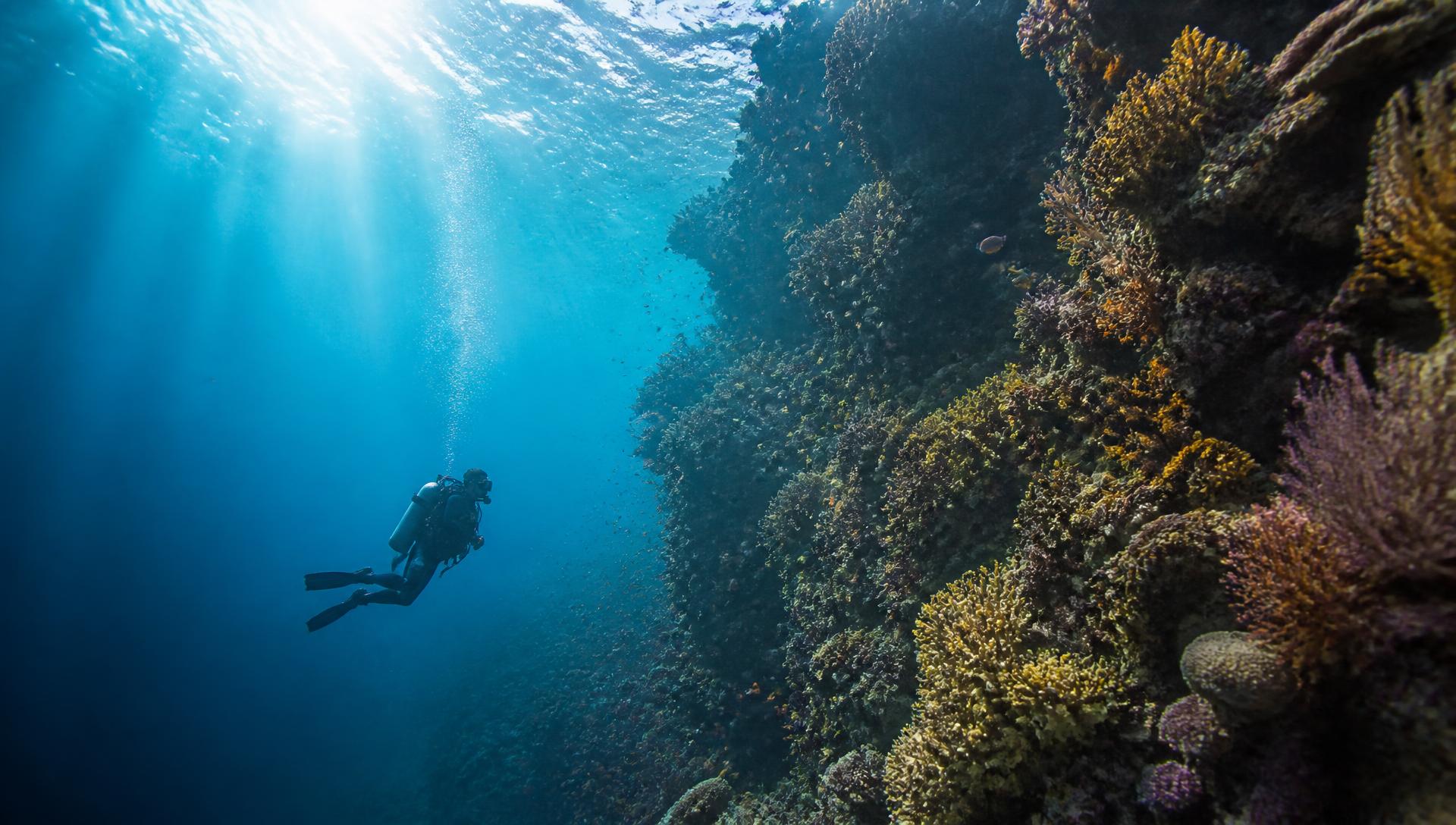 Scuba diver facing a vast Caribbean coral reef wall